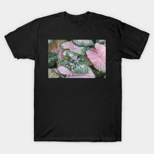 Close up photo of pink and green caladium plants T-Shirt